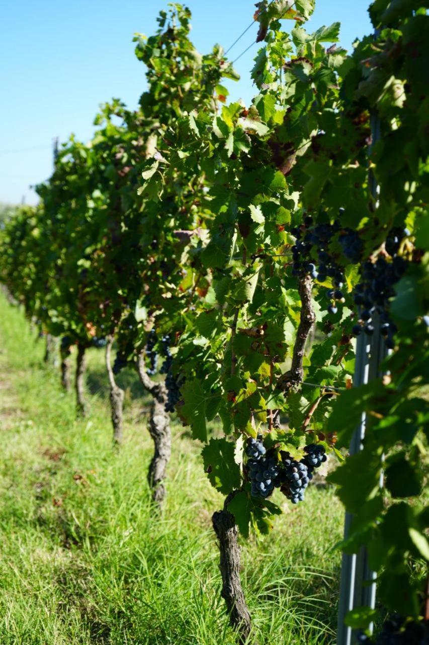 Masseria Spinale Wine Resort Melfi Eksteriør billede