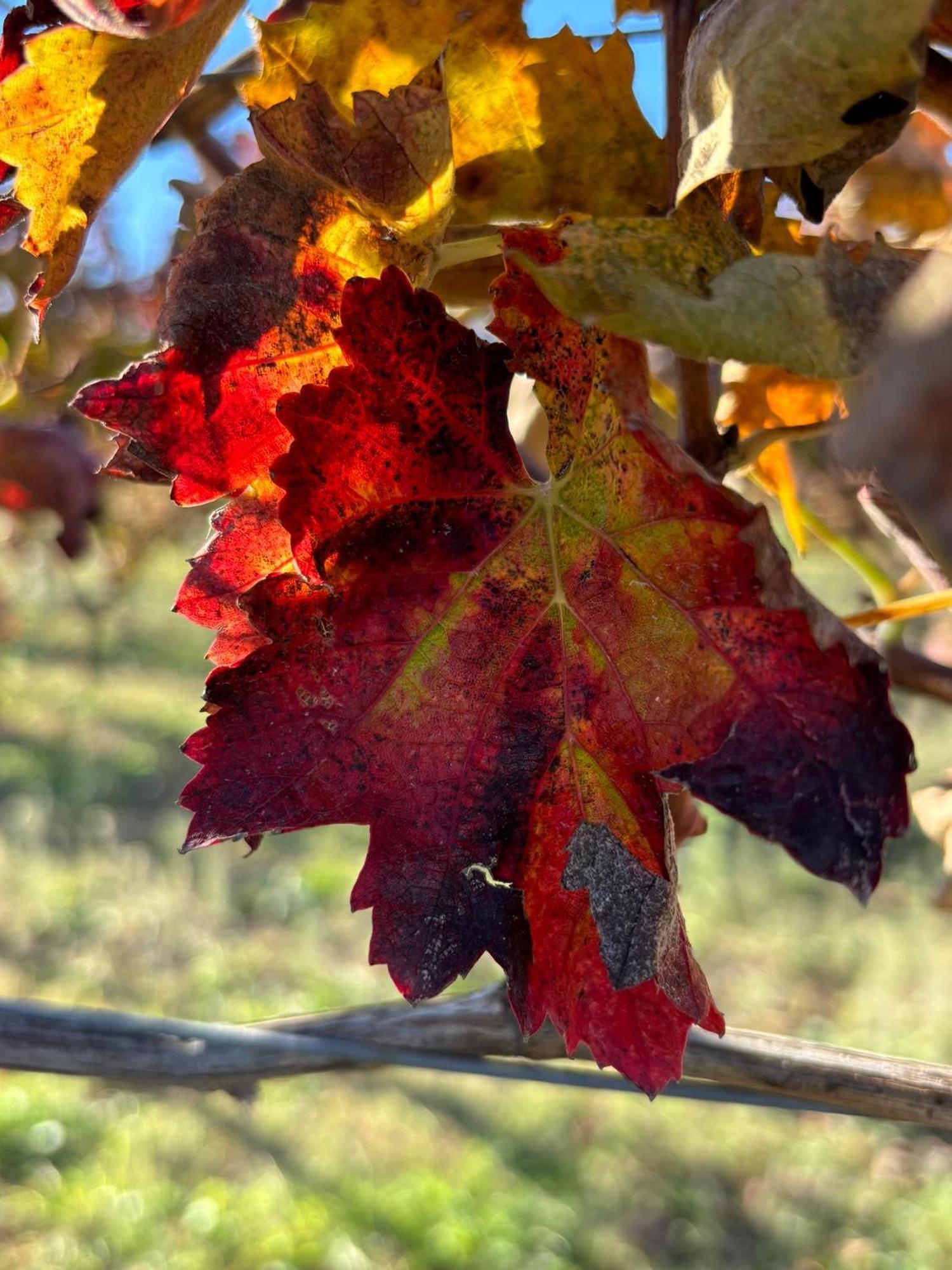 Masseria Spinale Wine Resort Melfi Eksteriør billede